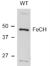 HemH | Protoporphyrin ferrochelatase (cyanobacterial) in the group Antibodies Plant/Algal  / Photosynthesis  / Chlorophyll at Agrisera AB (Antibodies for research) (AS10 693)